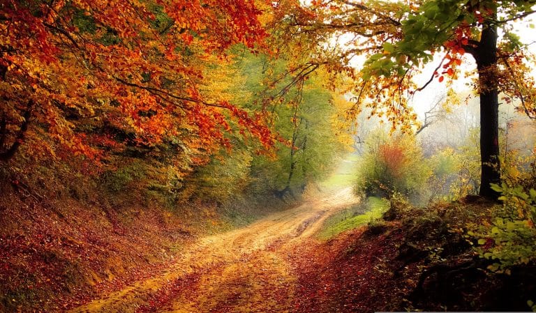 Chemin forestier aux couleurs d'automne baigné de lumière